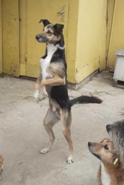 sensibler, superlieber Noah (Tierschutz)