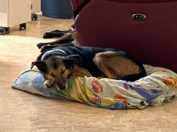 sensibler, superlieber Noah (Tierschutz)