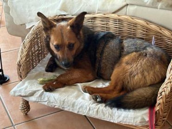 kleine süße Aurea auf PS in 91459