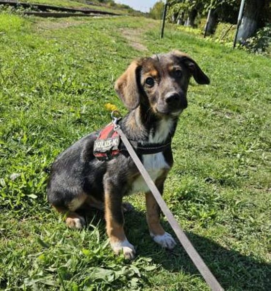 Codin, verspielter Welpe sucht Zuhause