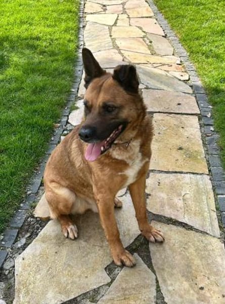 Winnie, ein toller Kumpel  (Tierschutz)