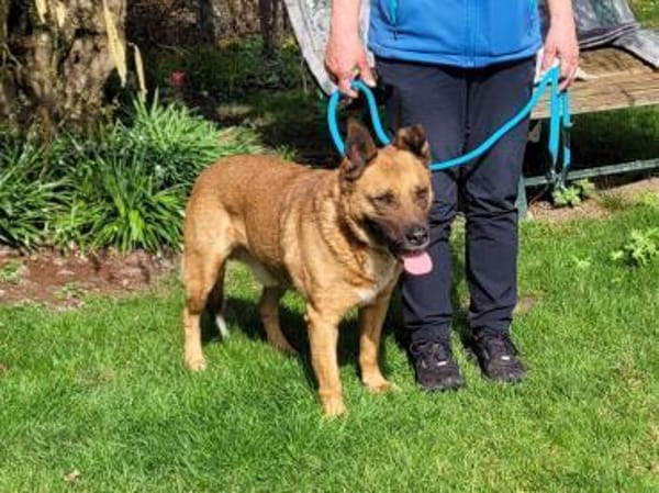 Winnie, ein toller Kumpel  (Tierschutz)