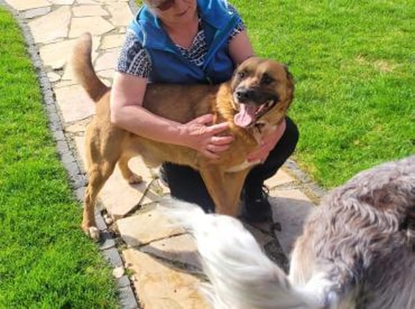 Winnie, ein toller Kumpel  (Tierschutz)