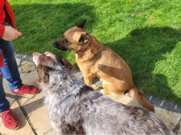 Winnie, ein toller Kumpel  (Tierschutz)