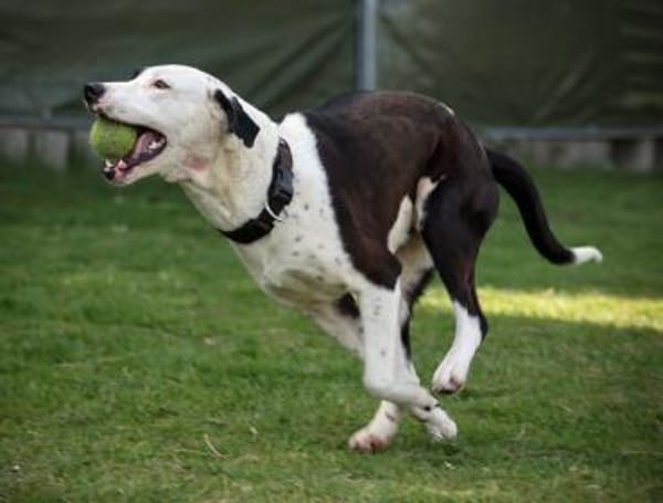 FELI-LIEBENSWERTE BEGLEITERIN