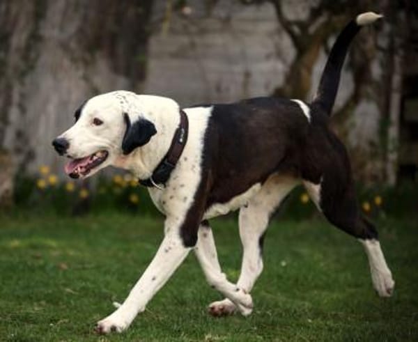 FELI-LIEBENSWERTE BEGLEITERIN