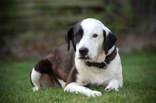 FELI-LIEBENSWERTE BEGLEITERIN