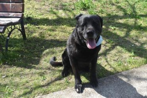 Bambi, dominante Hündin sucht Zuhause