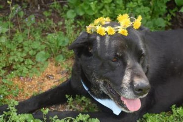 Bambi, dominante Hündin sucht Zuhause