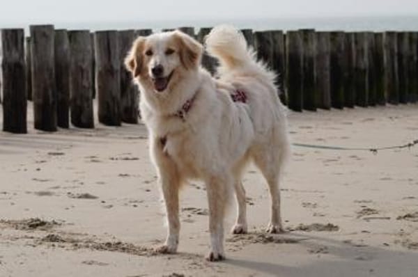 Gaia - wartet in 45549 Sprockhövel