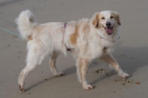 Gaia - wartet in 45549 Sprockhövel