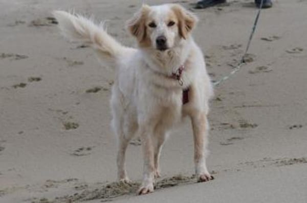 Gaia - wartet in 45549 Sprockhövel