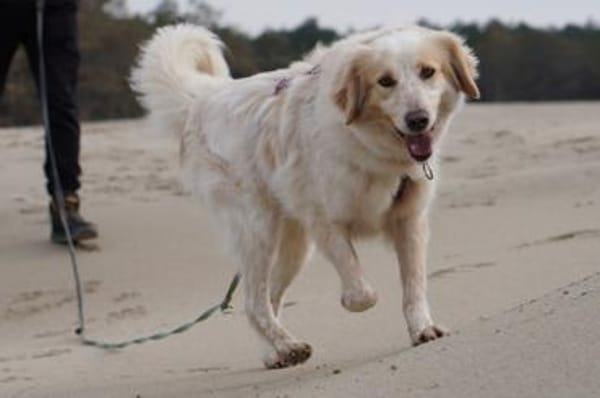 Gaia - wartet in 45549 Sprockhövel