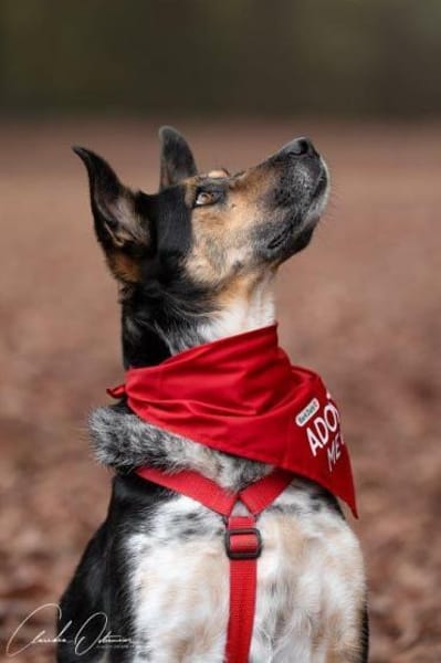 lieber Rüde Manolo auf PS 81475