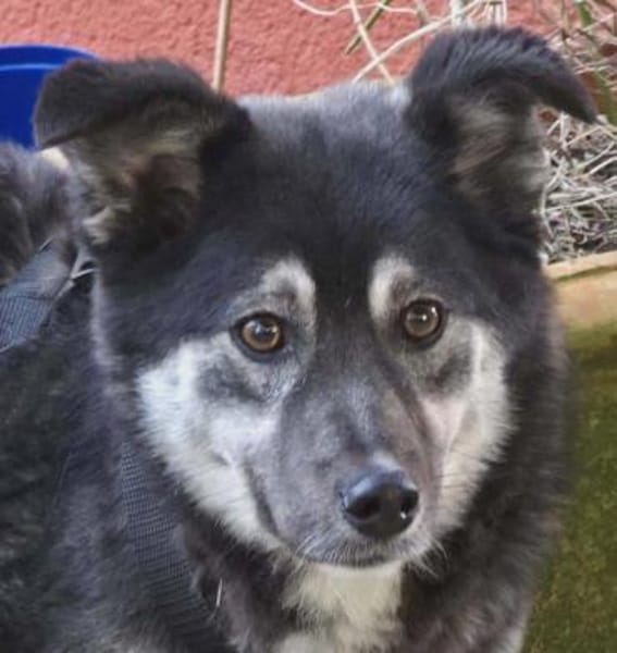 lieber kleiner Jaxx auf PS in 90475