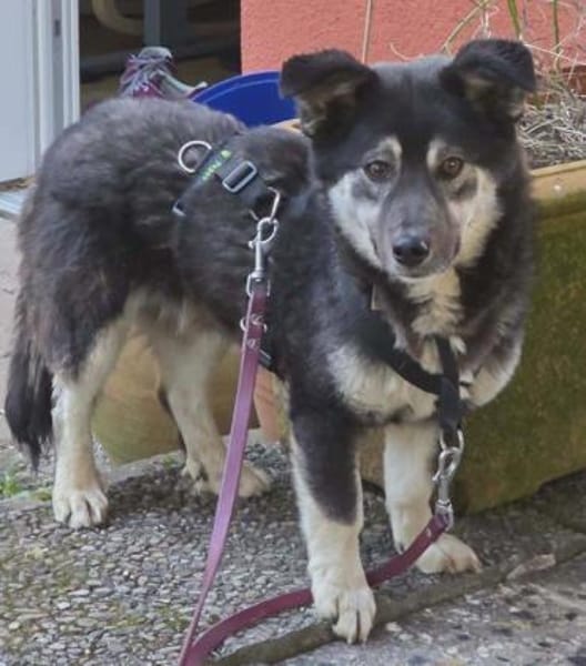 lieber kleiner Jaxx auf PS in 90475