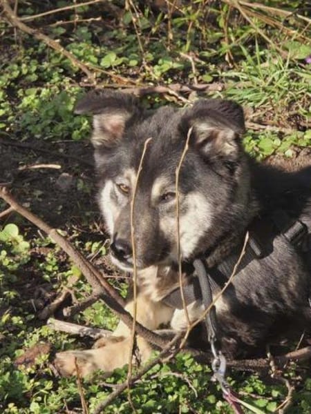 lieber kleiner Jaxx auf PS in 90475