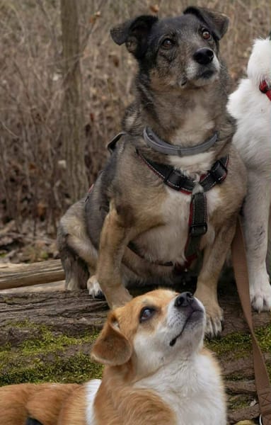 kleiner süßer Noki auf PS 14513