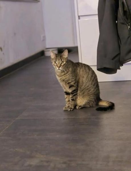 Milly die Schüchterne