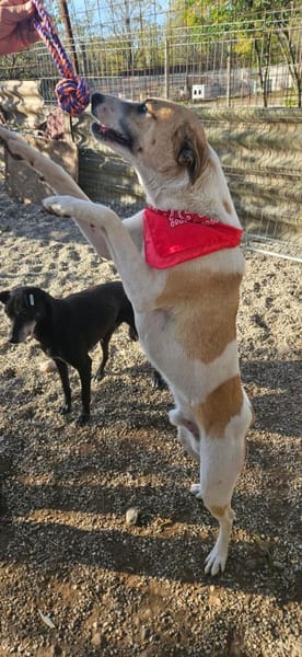 Albush, Junghund sucht neues Zuhause