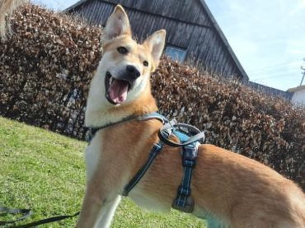 Naya - freundliche verträgliche Hündin