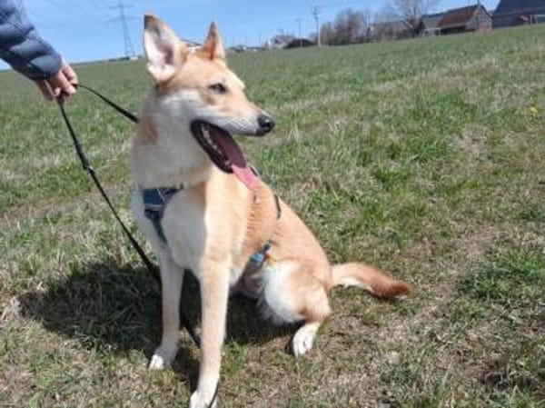 Naya - freundliche verträgliche Hündin