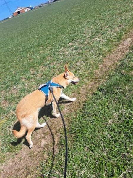 Naya - freundliche verträgliche Hündin