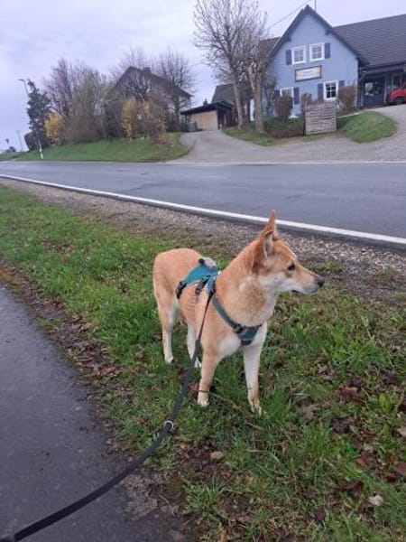 Naya - freundliche verträgliche Hündin