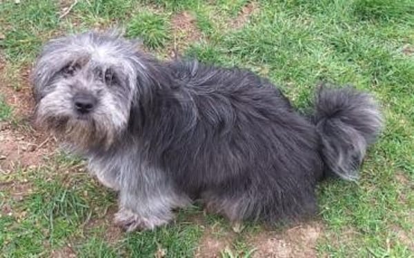 LIVI -sanfte, liebevolle Hündin-