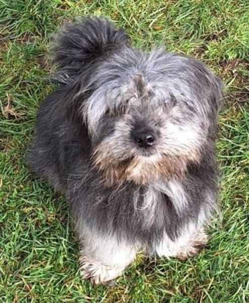 LIVI -sanfte, liebevolle Hündin-