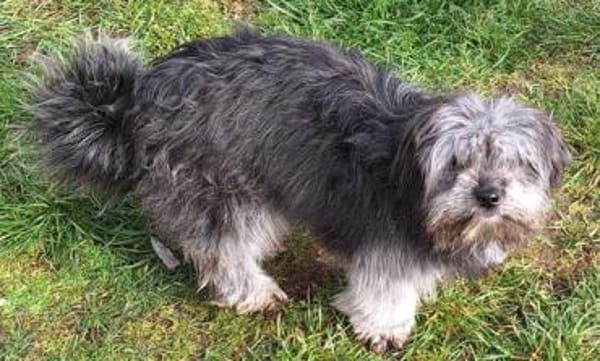 LIVI -sanfte, liebevolle Hündin-