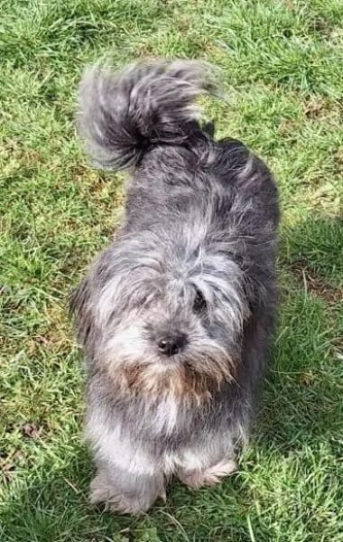 LIVI -sanfte, liebevolle Hündin-