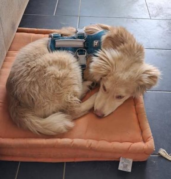 Rocky, lieber Welpe sucht Zuhause