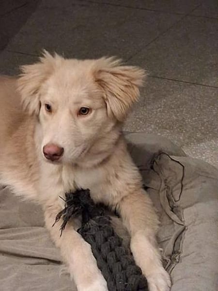 Rocky, lieber Welpe sucht Zuhause