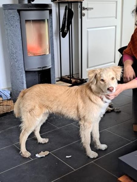 Rocky, lieber Welpe sucht Zuhause