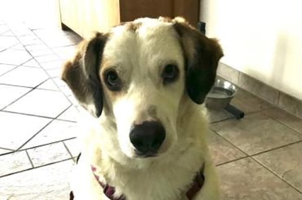 Frank -  auf PS in 53947 Nettersheim