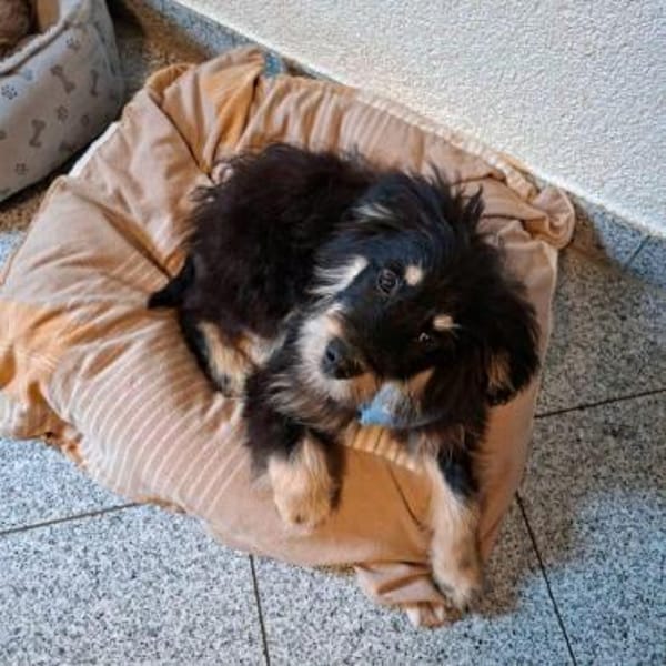 sehr lieber, toller Odin auf PS 91286