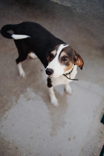 Ruhepol Rex sucht dich