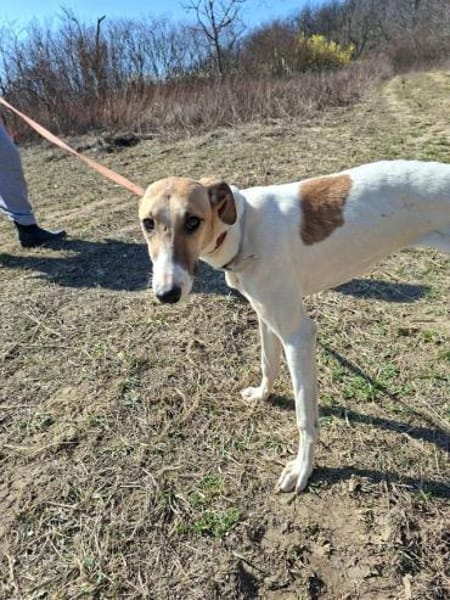 Vihar, elegante Junghündin, ca. 8 Monate