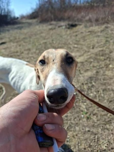 Vihar, elegante Junghündin, ca. 8 Monate