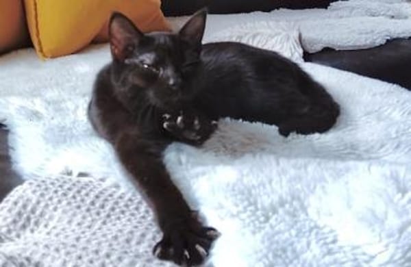 Zuki, neugieriger Pantherjunge, ca. 6 Mo