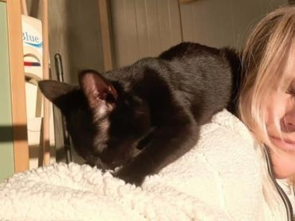 Zuki, neugieriger Pantherjunge, ca. 6 Mo