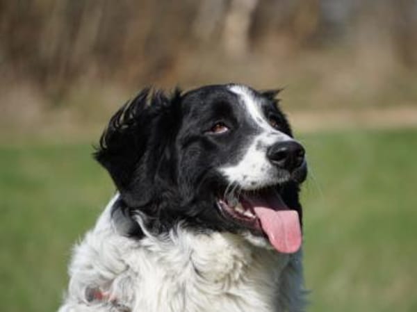 Geben Sie freundlichem Loki ein Zuhause?