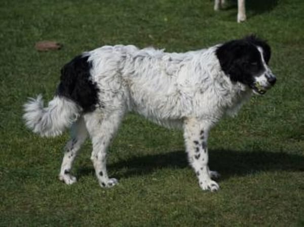 Geben Sie freundlichem Loki ein Zuhause?