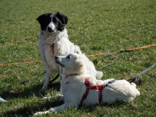 Geben Sie freundlichem Loki ein Zuhause?