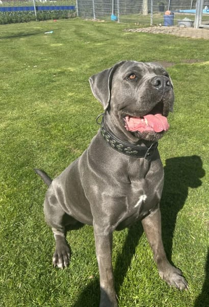 bildschönes CC Mädchen Bonnie