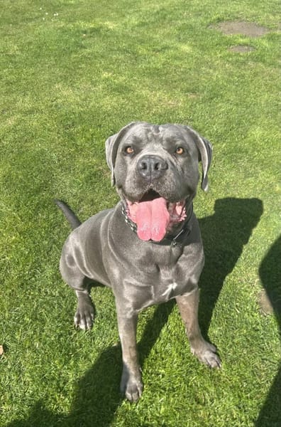 bildschönes CC Mädchen Bonnie