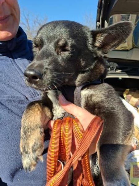 Pöfi, liebevolles Herzchen, ca. 8 Monate