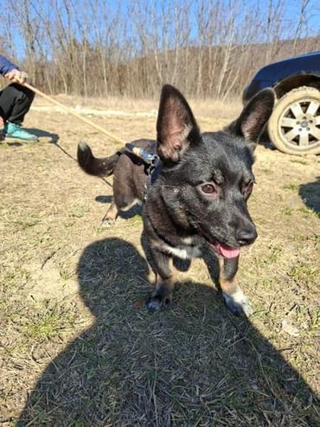 Pöfi, liebevolles Herzchen, ca. 8 Monate