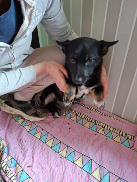 Pöfi, liebevolles Herzchen, ca. 8 Monate